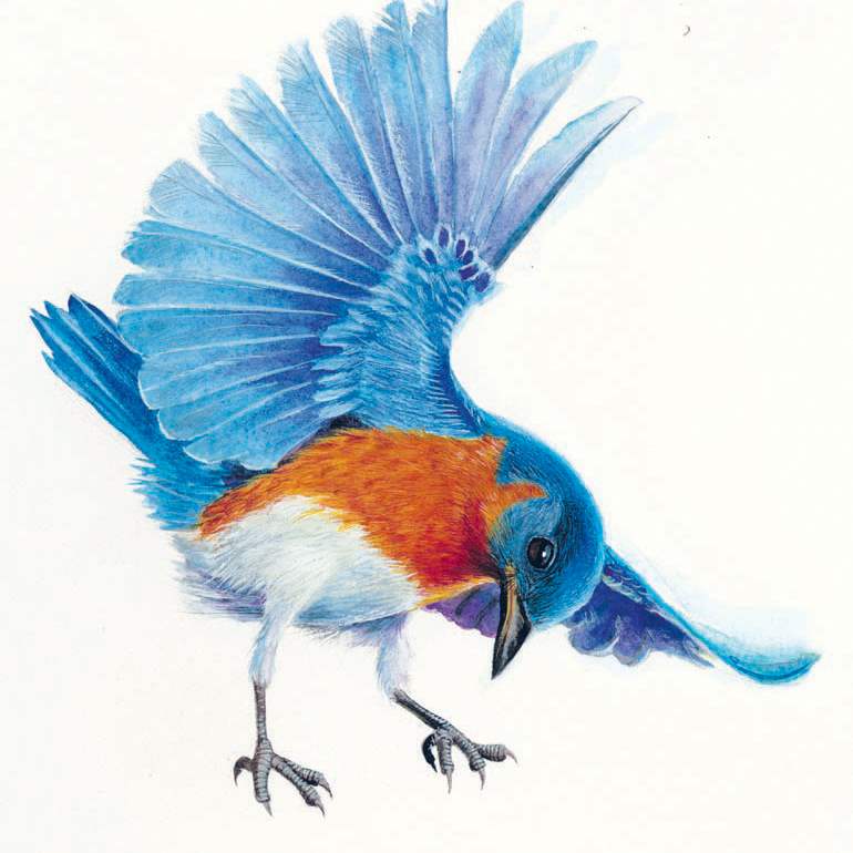 bill-kuhlman-eastern-bluebird-in-flight