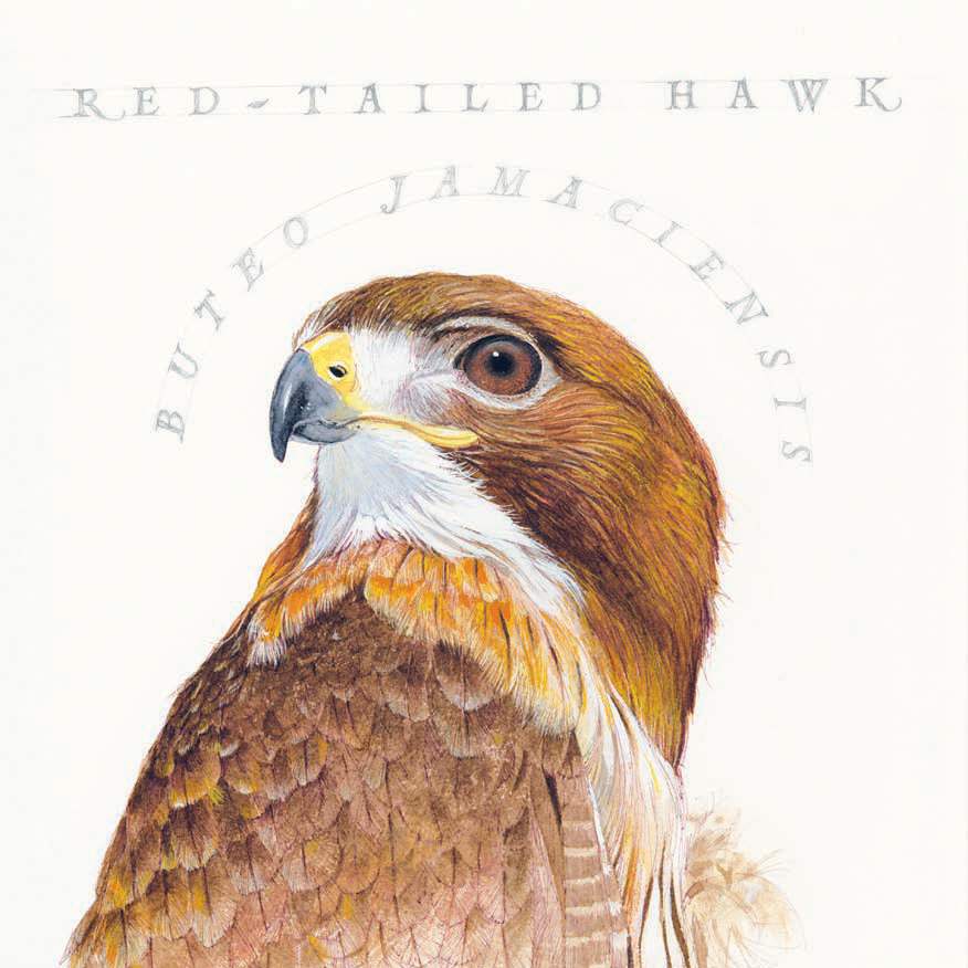 bill-kuhlman-red-tailed-hawk