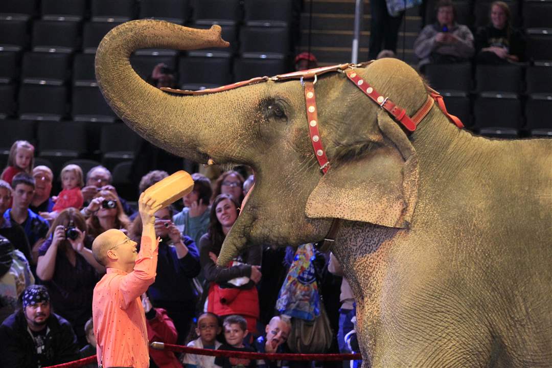 Circus-Ryan-Henning-feeds-Asia-the-elephant