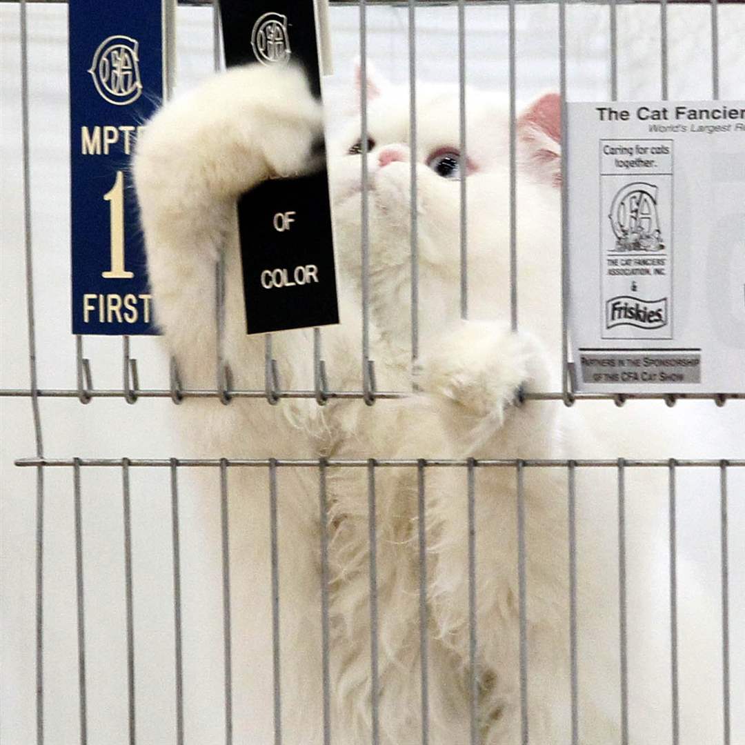 white-Persian-cat