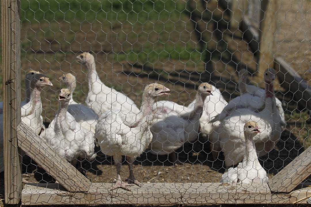 WIAR-Olashuk-turkeys