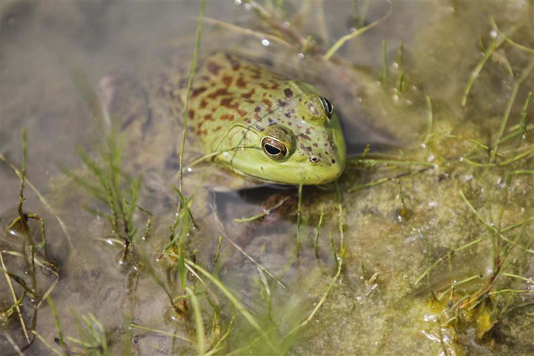WIAR-Olashuk-frog