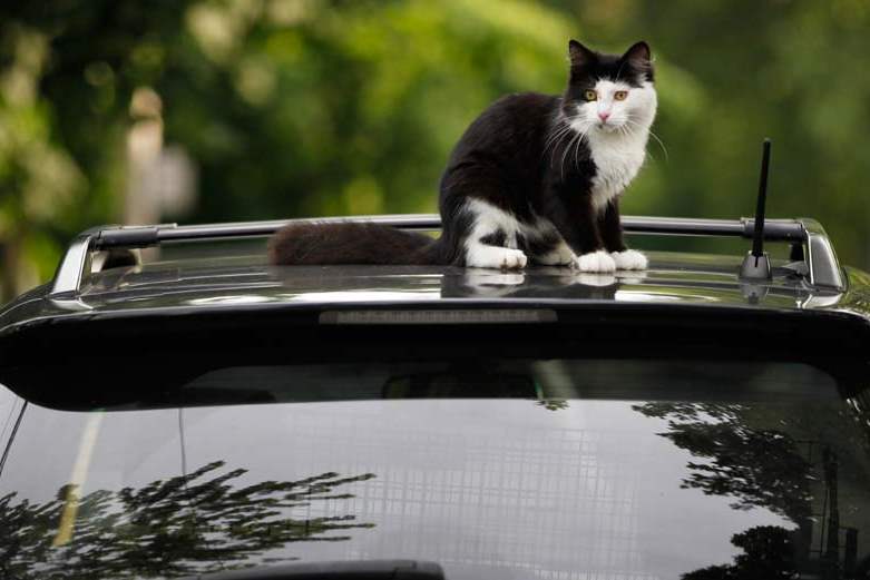 CTY-cats27p-cat-on-car