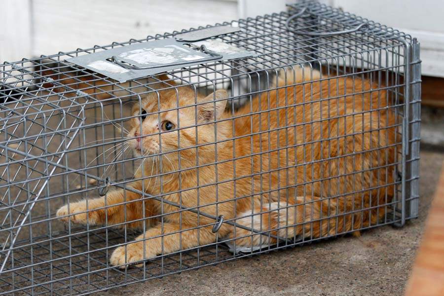 CTY-cats27p-unhappy-cat-in-cage