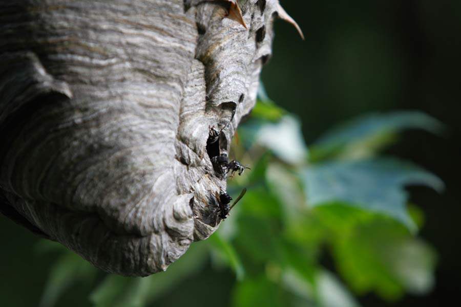 SPT-hornetsnest-close-up-nest