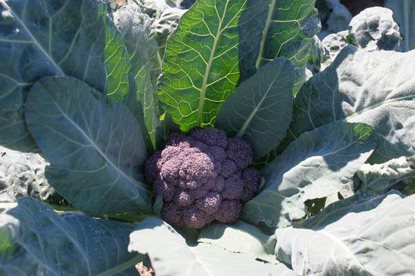 A-purple-cauliflower-David-Moenter-s-favorite-fall-crop