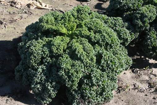 Curly-kale-a-late-season-crop