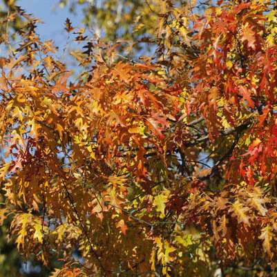 Fall-colors-foliage