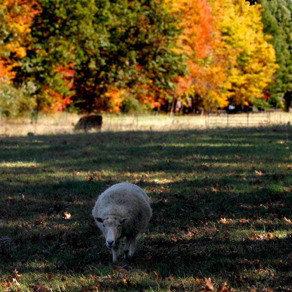 A-burst-of-colorful-leaves-behind-a-sheep-on-a-farm