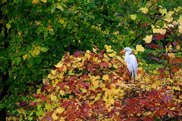 A-great-egret-perches-among-emerging-fall-color-at-the-c