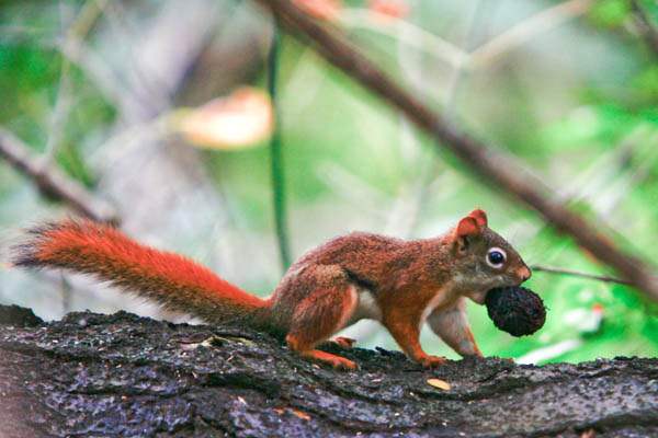 A-squirrel-carries-a-walnut