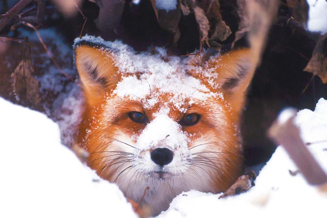 Red-fox
