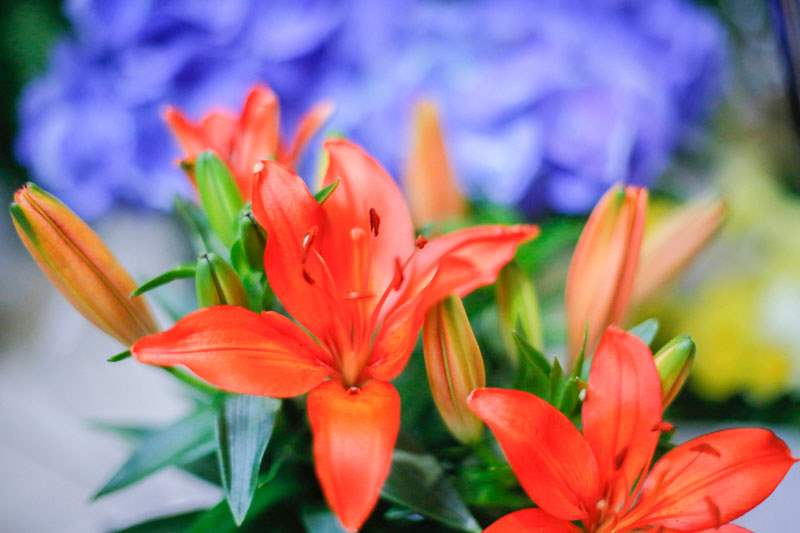 Orange-lilies-4-13
