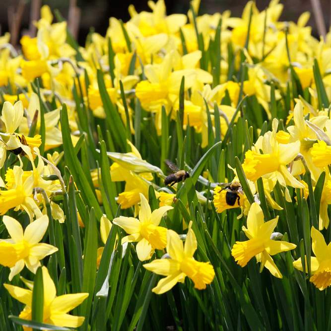 Daffodils-4-20
