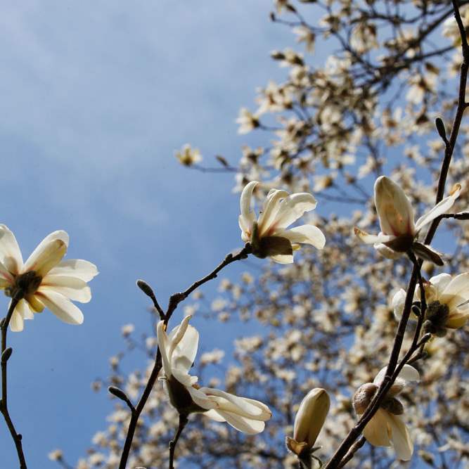 Magnolias-blossom-4-20