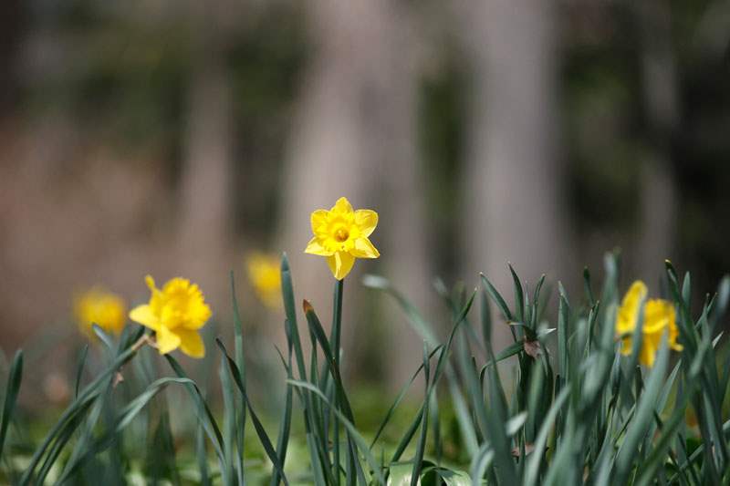 Daffodils-near-4-20