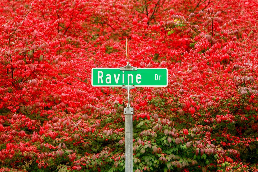 MAG-Fall-ColorsThe-sign-of-Ravine-Drive-ag
