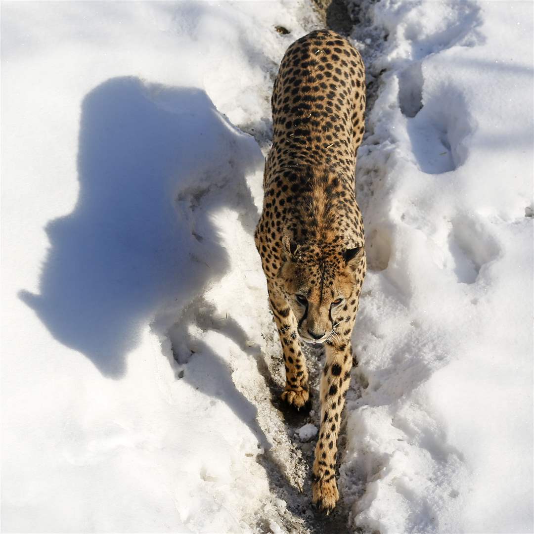 ROV-cheetahA-cheetah-walks-a-trail-at