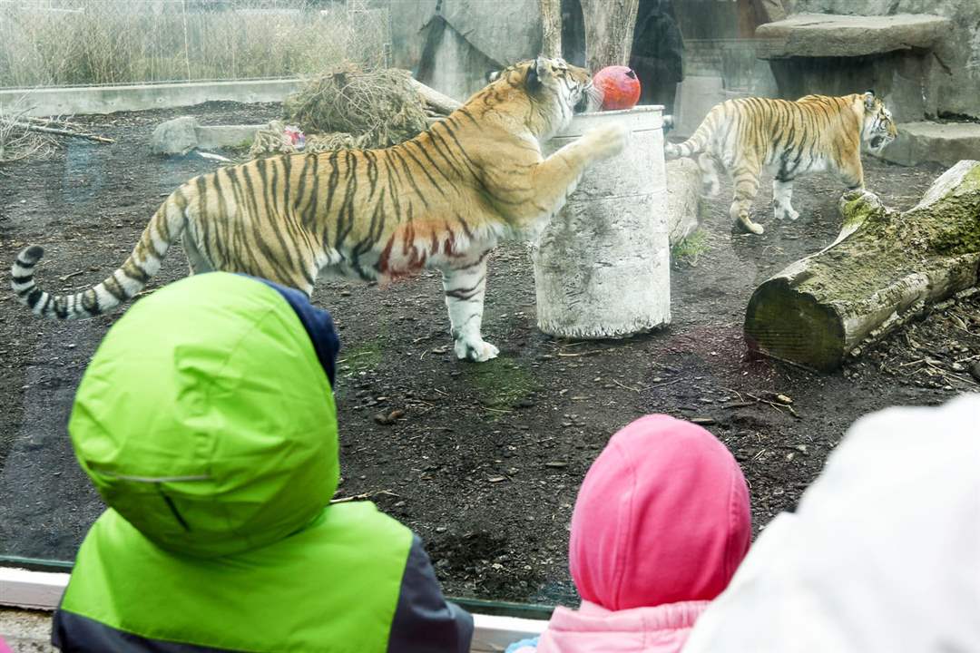 CTY-ZOOEASTER26Amur-tigers-are-fed-Ea