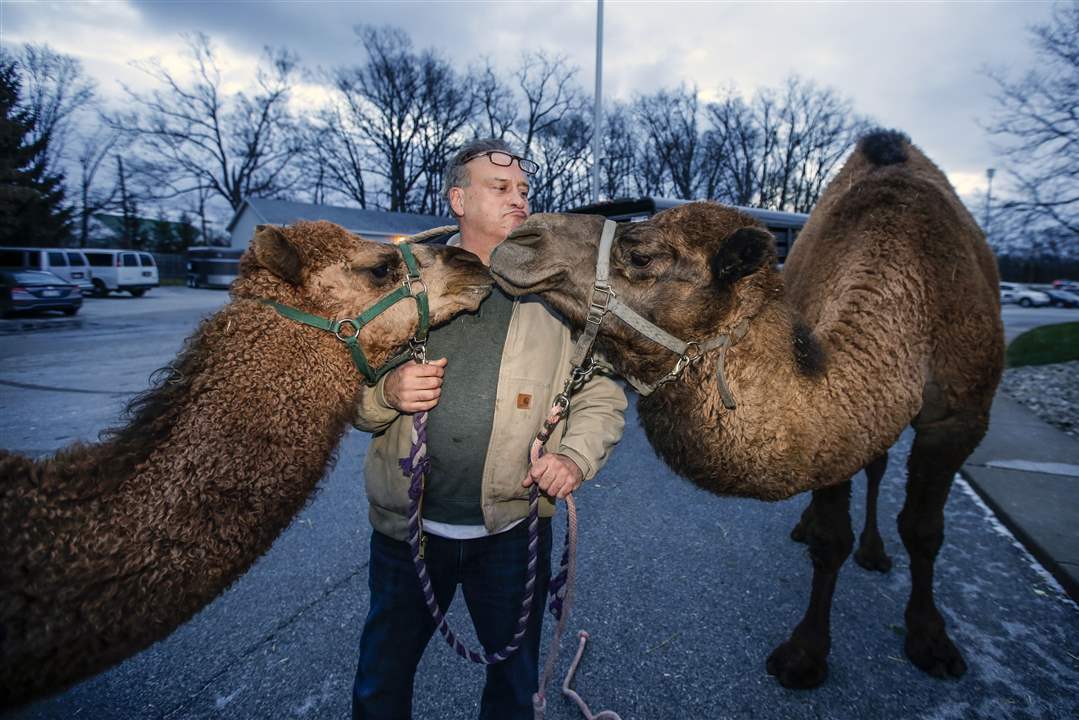 REL-Camels17