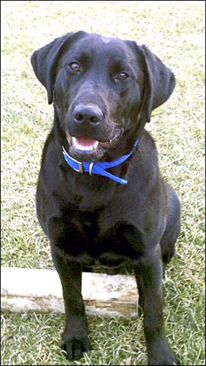 Five-year-old black Labrador retriever named Savage was shot and killed by a neighbor before being hidden in a 55-gallon drum.