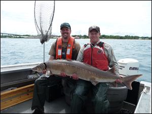 Fish biologists holding a lake sturgeon captured in Southern Lake Huron in 2012. Lake sturgeon are a native fish of the Great Lakes. 
