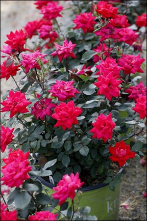 Knockout Roses are for sale Friday, June 1, 2018, at Nature's Corner at Glass City Landscape in Toledo.   