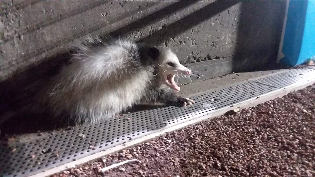 Rally-Opossum