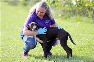 Michelle Healey, with the Toledo Area Humane Society, hugs dog Boss as she walks him around after getting off the van during the arrival of cats and dogs from South Carolina.